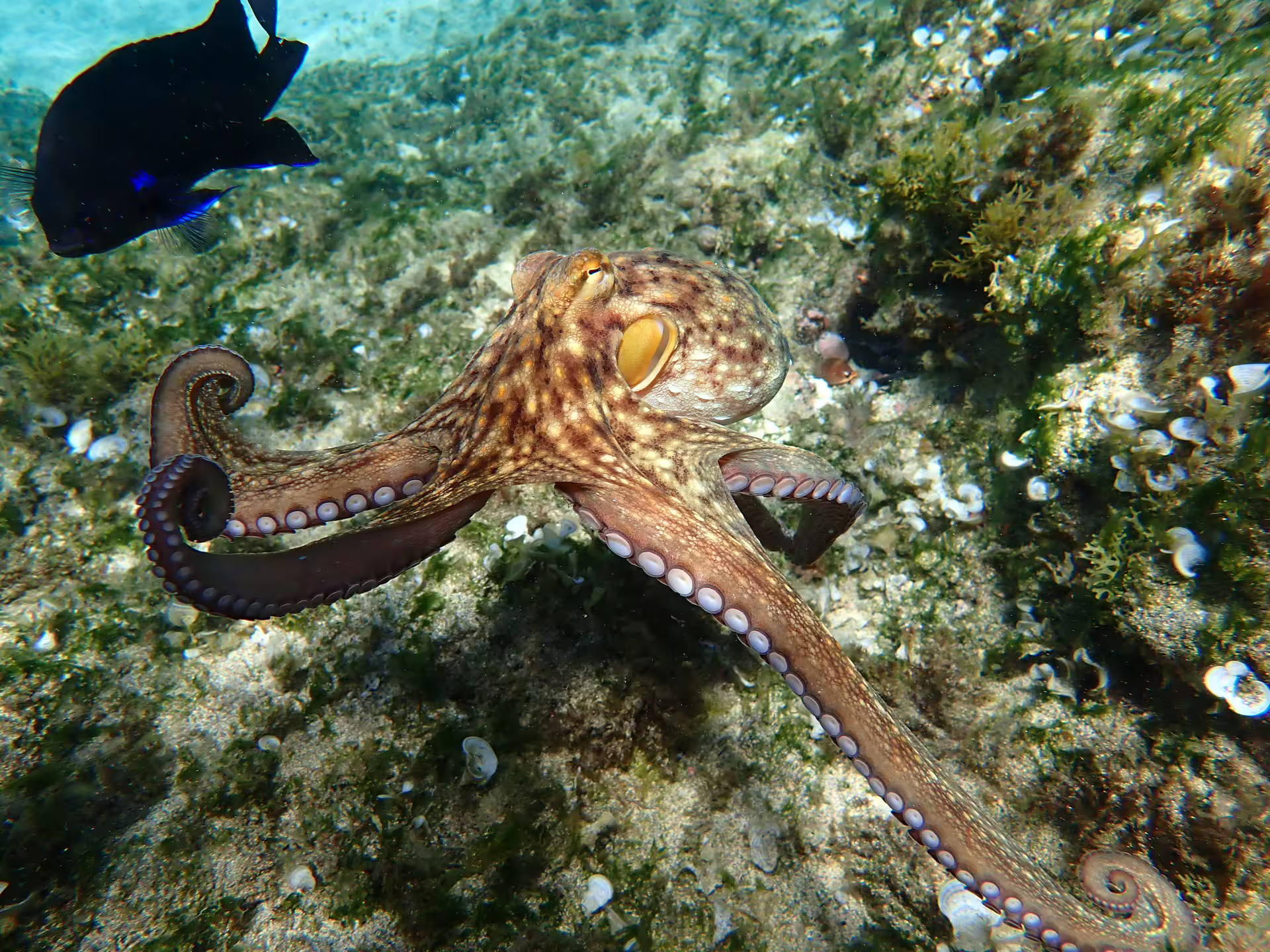Vibrant underwater scene of an octopus and fish amidst coral, perfect for an unforgettable snorkeling tour experience.