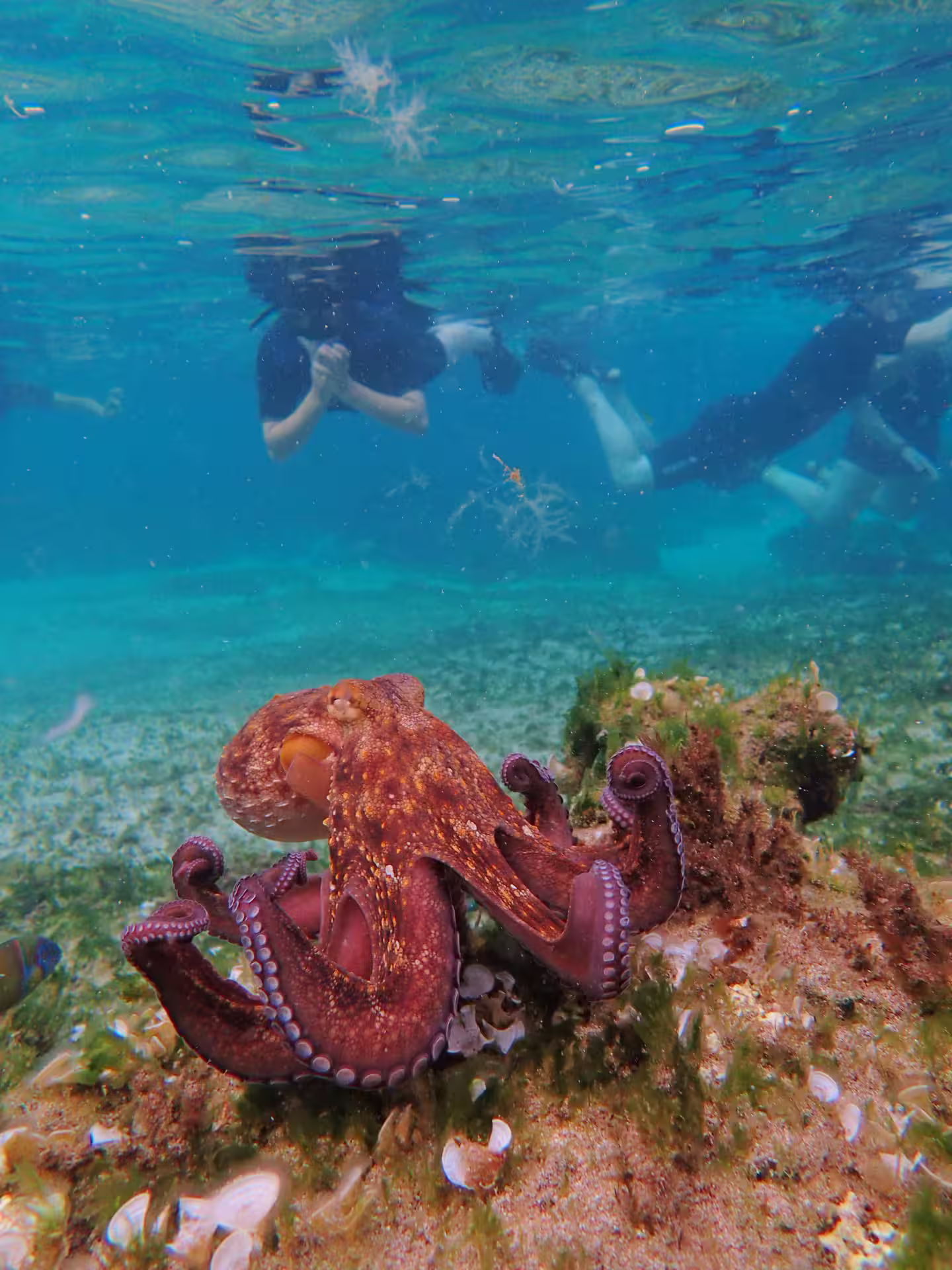 Snorkeler explores vibrant underwater world with octopus on coral reef, showcasing marine life adventure on snorkeling tour.