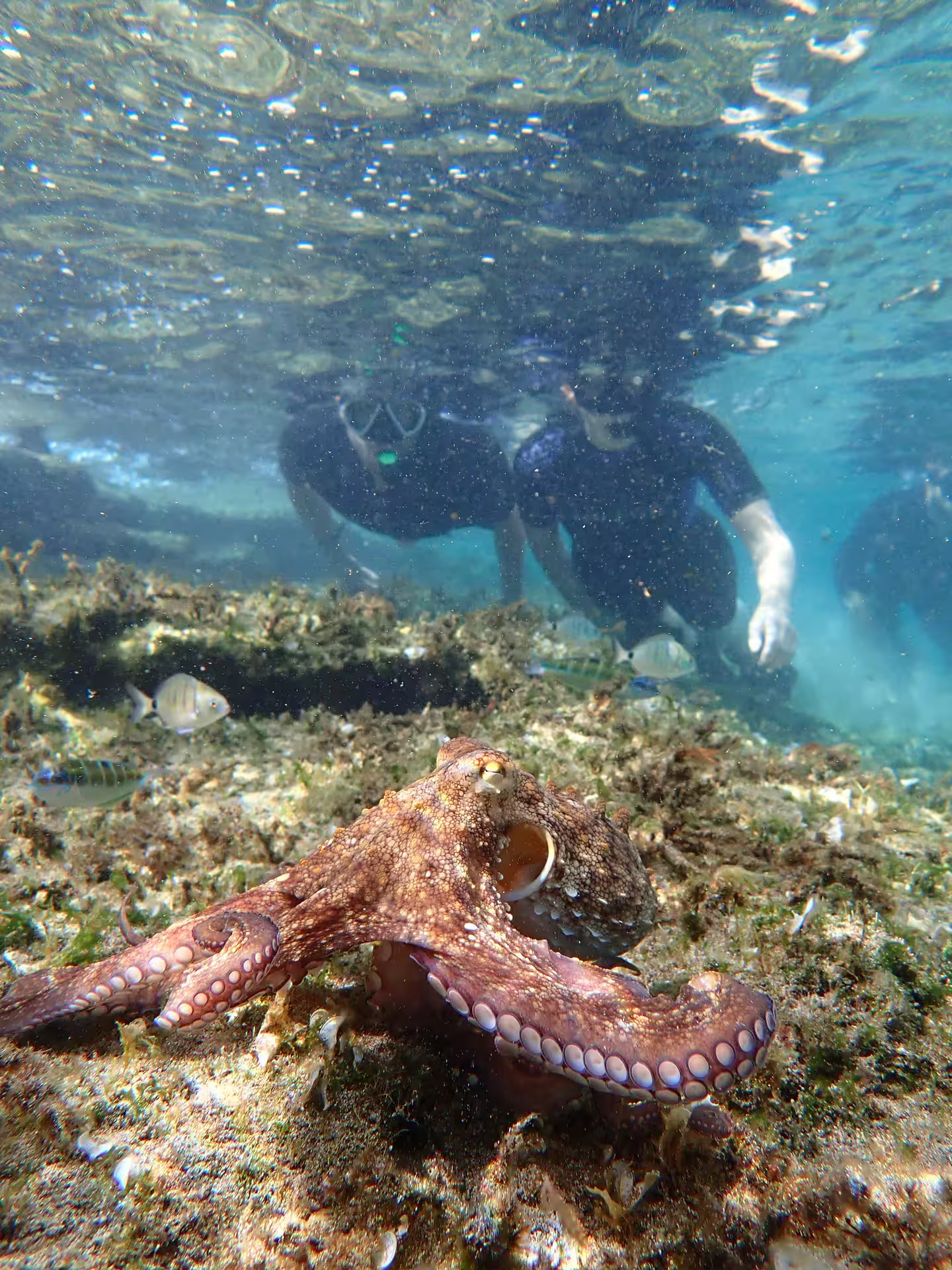 Snorkeler explores vibrant underwater world alongside an octopus in crystal-clear waters on an exciting snorkeling tour.