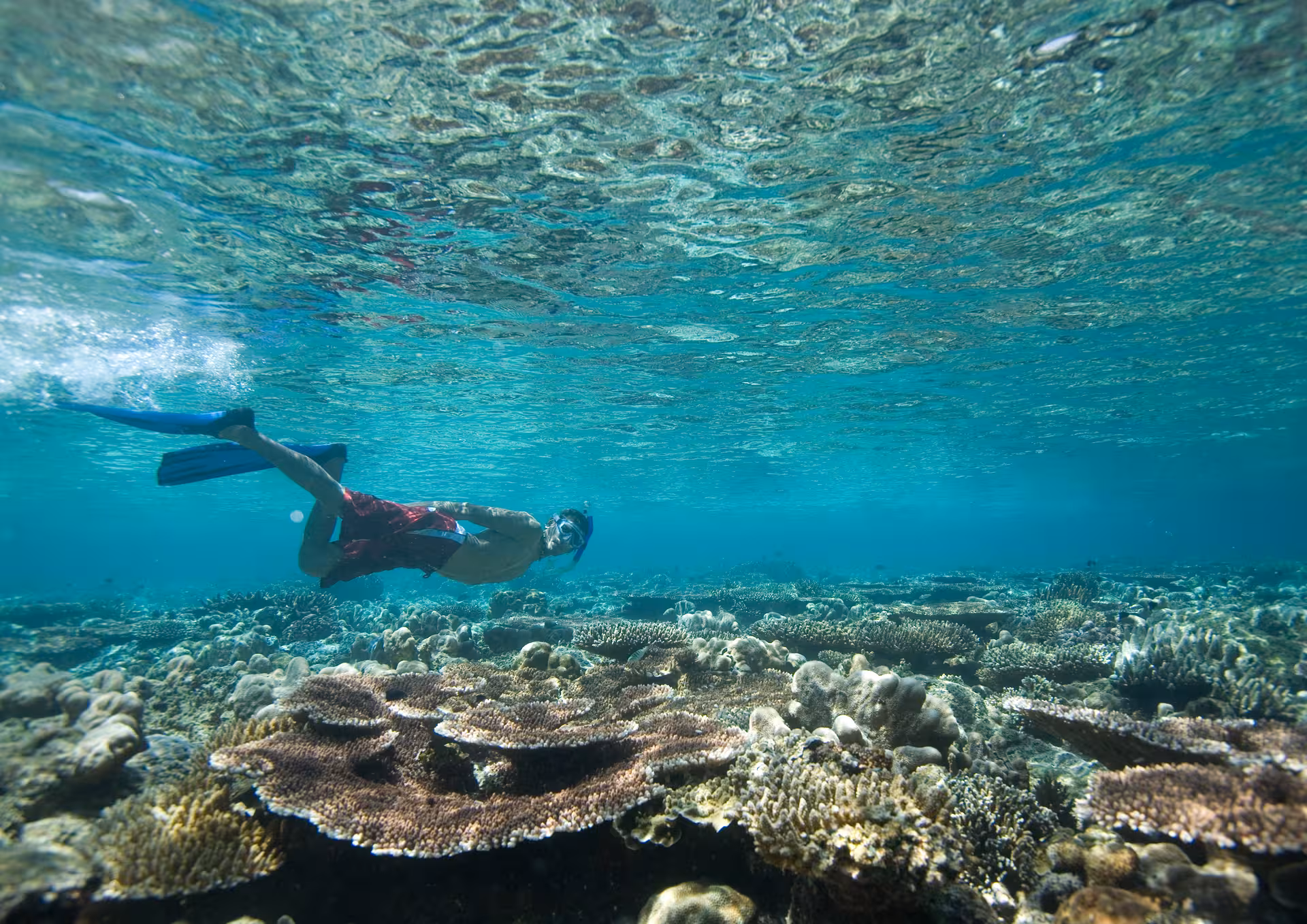 Snorkeler exploring vibrant coral reefs in clear Fujairah waters, a highlight of the Dubai to Fujairah snorkeling tour.