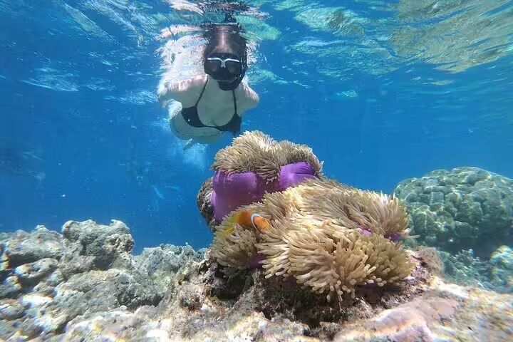 Snorkeler exploring colorful anemone and reef on White Island and Ras Mohamed VIP boat trip from Sharm