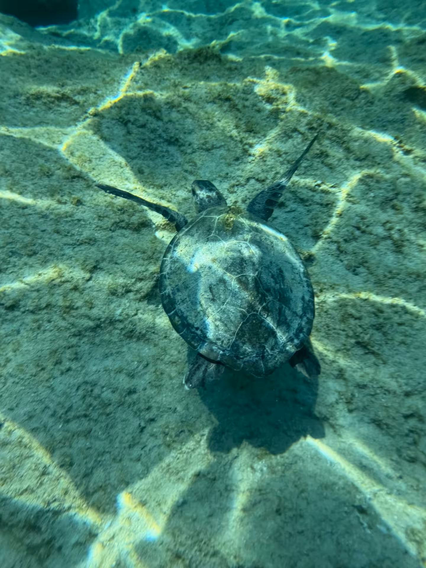 Snorkelling with a sea turtle in clear water on the 2-hour Bayliner M17 cave and snorkel boat tour