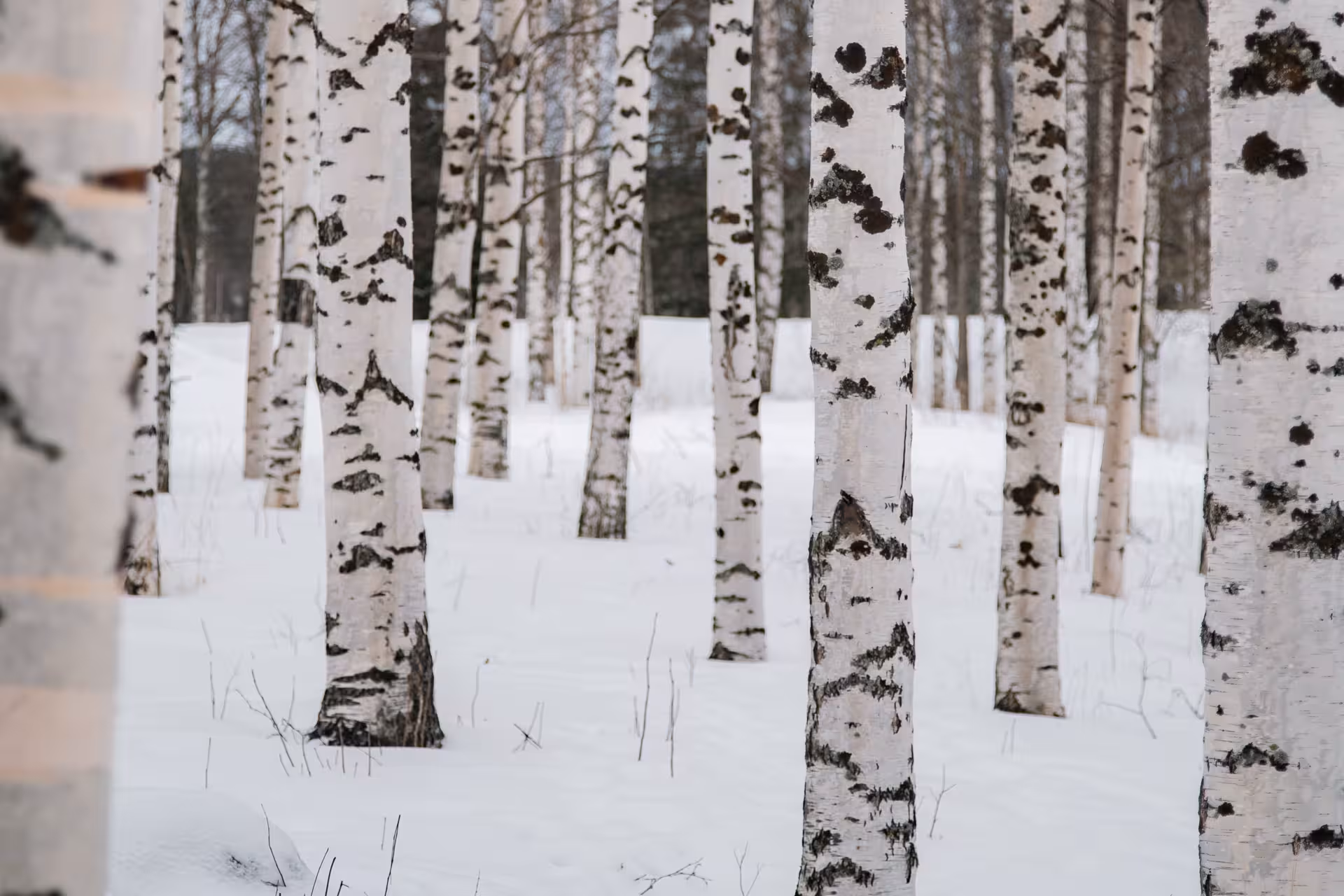 Snow-covered birch forest in Rovaniemi, Finland, perfect for Arctic snowshoeing adventures.