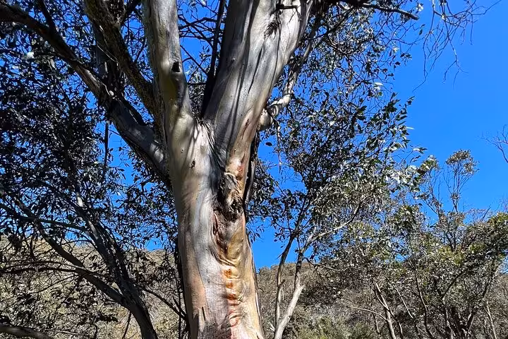 Close-up of a majestic eucalyptus tree in Snowy Mountains NSW, highlighting natural beauty on a private 3-day tour.