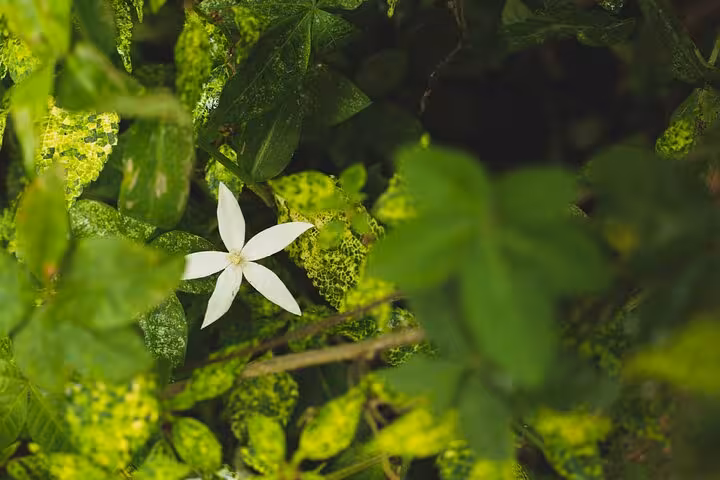 Close-up of a delicate white flower surrounded by lush green foliage, highlighting the natural beauty of Sono Beach.