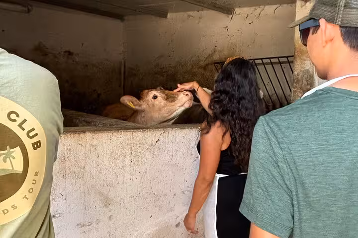 Visitors interact with a cow in a barn during the Authentic Farm-to-Table Experience, showcasing a hands-on cheese-making tour.