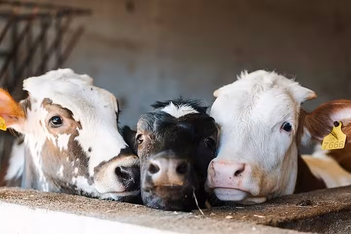 Close-up of three cows in a barn, highlighting the farm's commitment to fresh dairy for cheese making.