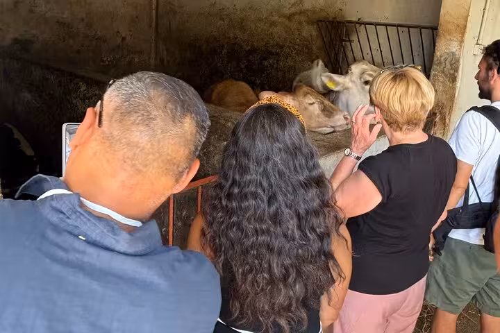 Tour participants engage with cows in a barn, highlighting the interactive aspect of the Farm-to-Table pizza and cheese tour.