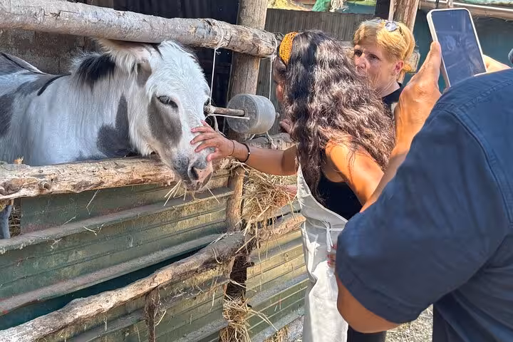 Guests pet a cow in a rustic farm setting, part of the immersive Farm-to-Table Experience with pizza and cheese making.
