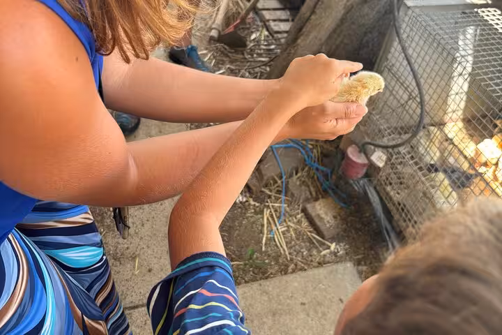Visitors hold a fluffy chick at a farm, part of the authentic farm-to-table experience with pizza and cheese making.