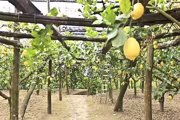 Sunlit Sorrento lemon grove with ripe citrus hanging from wooden pergolas, featured on a weekend farm tour experience