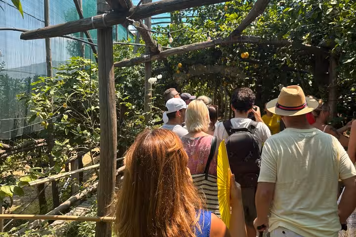 Visitors exploring a lush lemon grove path in Sorrento, led by a knowledgeable guide.
