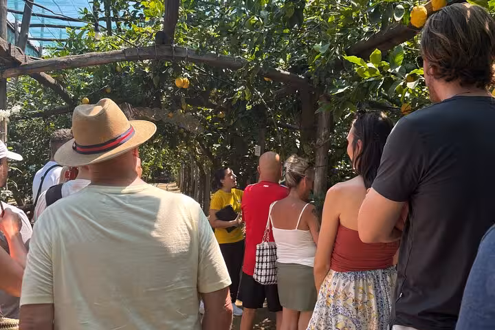 Tourists enjoying a guided walk through a vibrant lemon grove in Sorrento under a sunny sky.