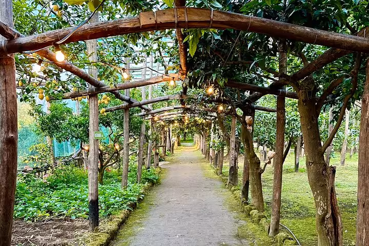 Enchanting lemon grove pathway in Sorrento, perfect for scenic walks and local citrus exploration.