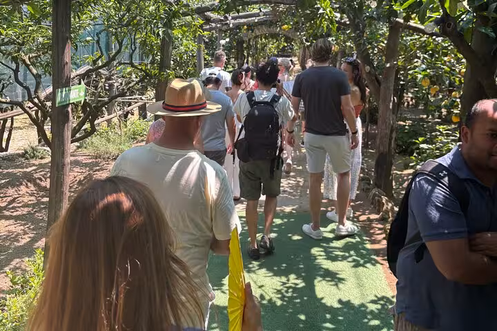 Tourists exploring a lush Sorrento lemon grove pathway, perfect for a local product tasting adventure.