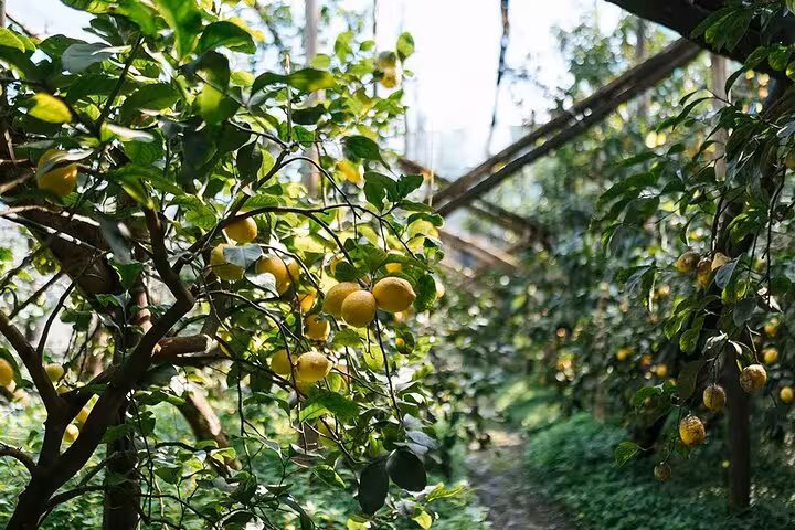 Lush lemon trees in a sunlit orchard, perfect for a farm-to-table pizza and fresh cheese experience.