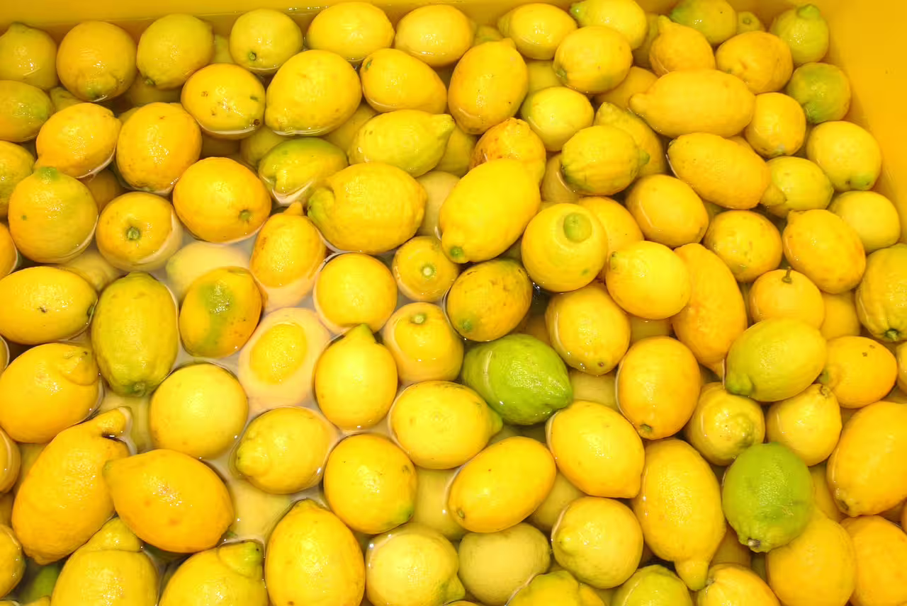 Bright Sorrento lemons soaking in water on a traditional farm, ready for limoncello tasting and citrus tour experience