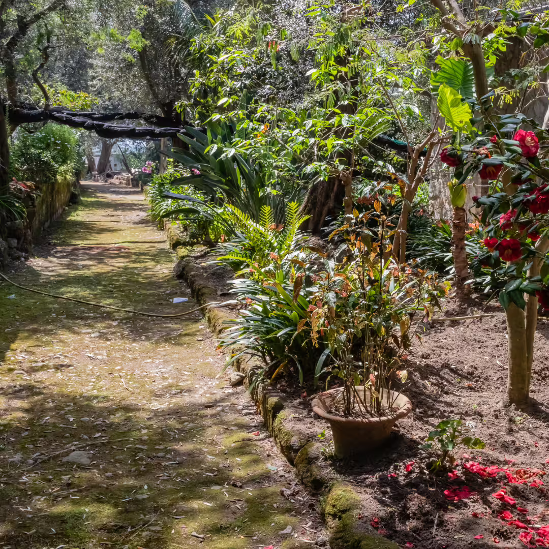 Shaded garden trail near Sorrento with lush Mediterranean plants, a peaceful trekking path toward Sant’Agata hills