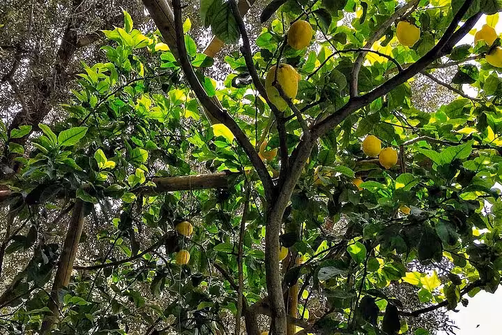 Lush lemon tree with ripe lemons, perfect for a limoncello tasting on a Sorrento walking tour.