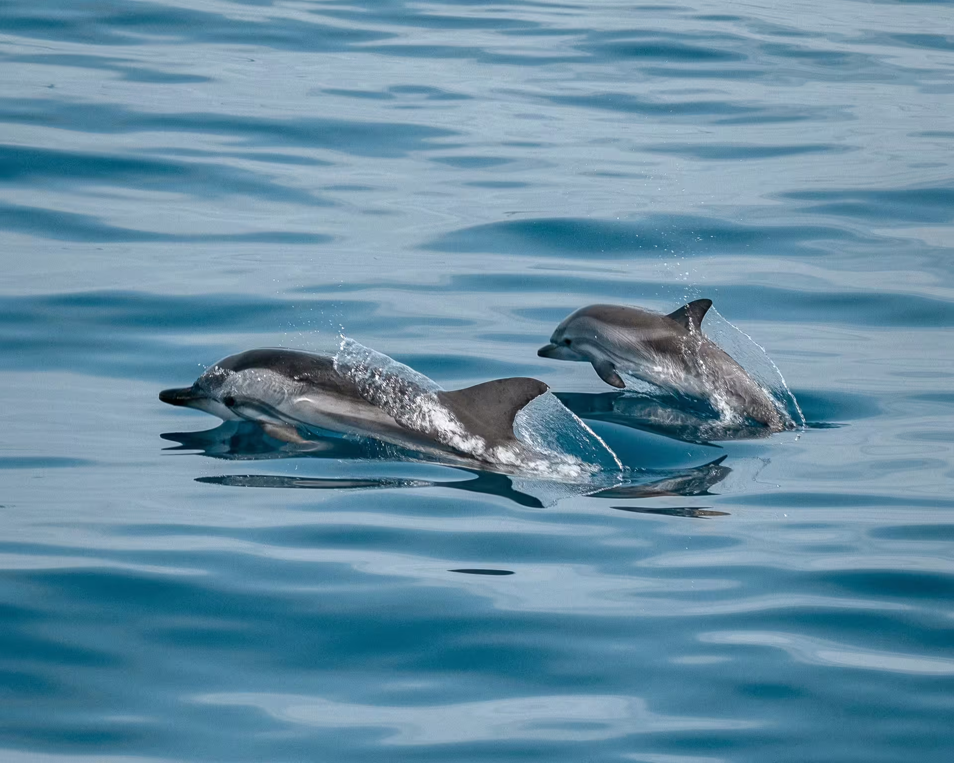Two dolphins gracefully leap through the clear blue waters, a captivating sight on a Sotogrande boat charter.