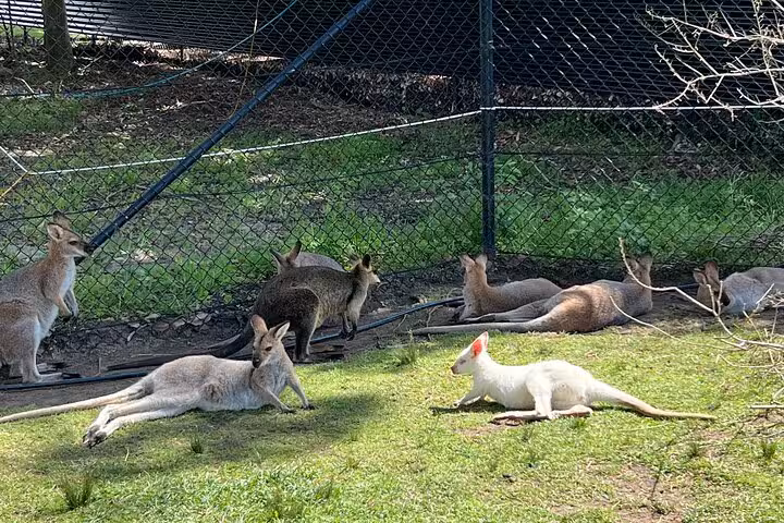 A group of kangaroos, including a rare white one, resting in a sunny enclosure on the South Coast tour.