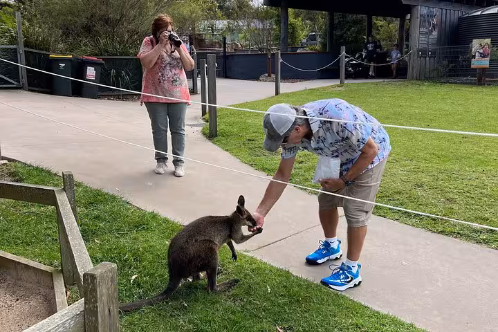 Tourist feeding a kangaroo at a wildlife park, capturing unique South Coast tour experience on camera.