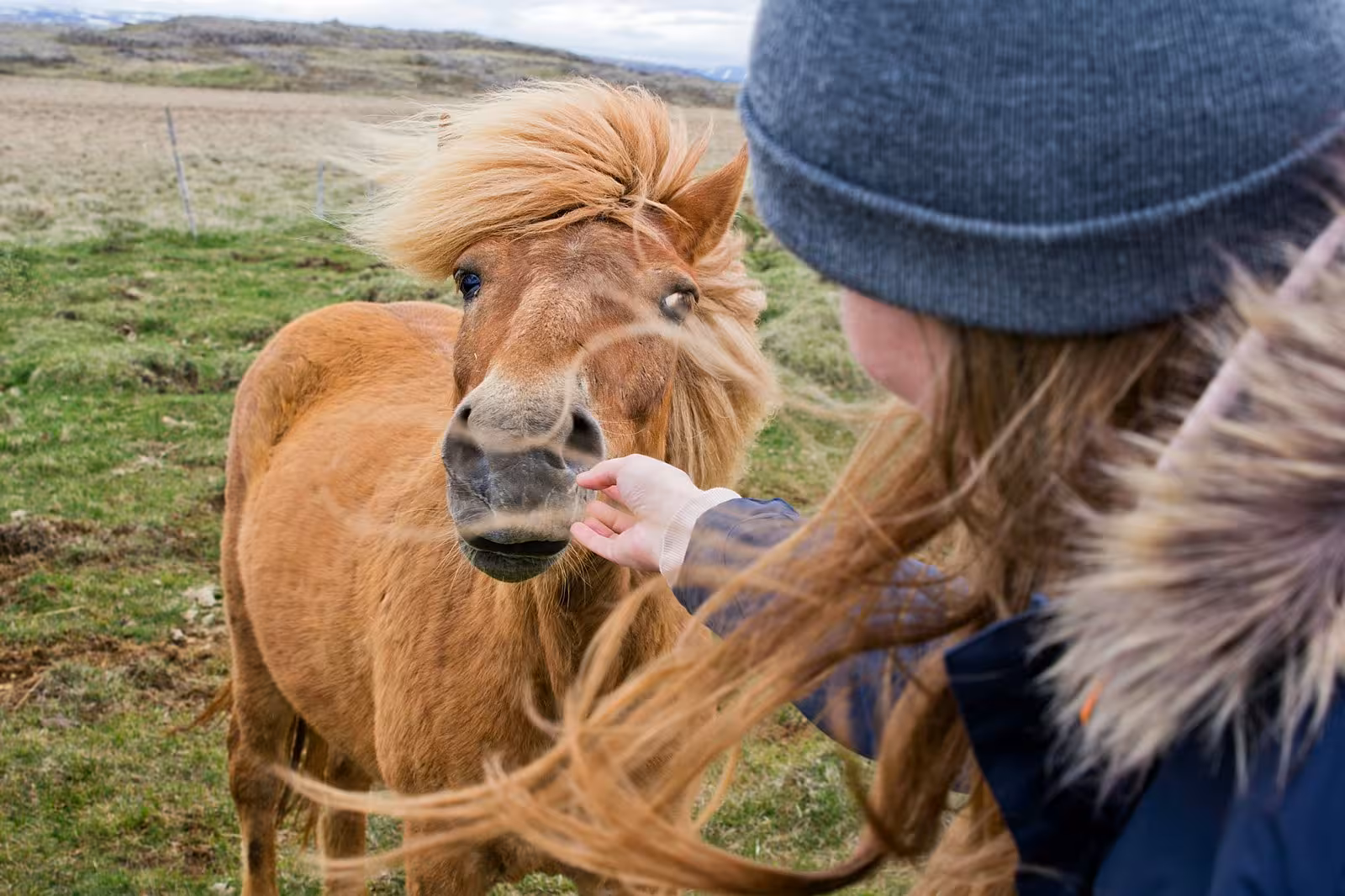 Traveler interacts with an Icelandic horse in a verdant field during a South Iceland self-drive tour.