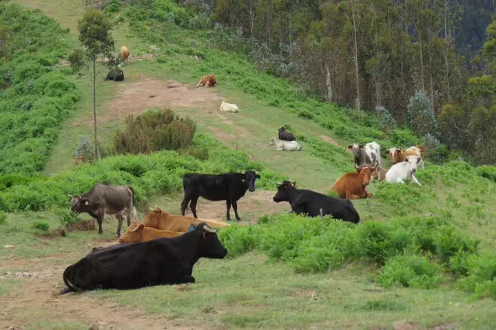 Cows relaxing on a lush green hillside in the Southwest, a scenic stop on the Rum, Banana, Waterfall, and Lighthouse Discovery tour.