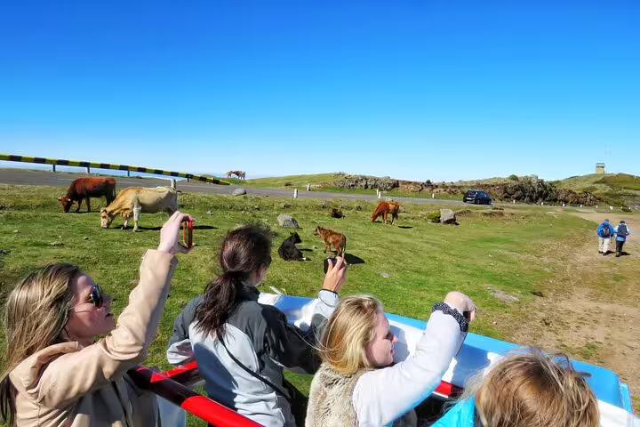 Tourists enjoy a 4x4 adventure through Madeira's southwest landscapes, capturing grazing cattle and scenic views.