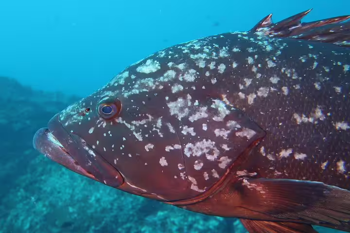 Close-up of a speckled grouper swimming in clear blue waters, perfect for open water diving course enthusiasts seeking marine life exploration.