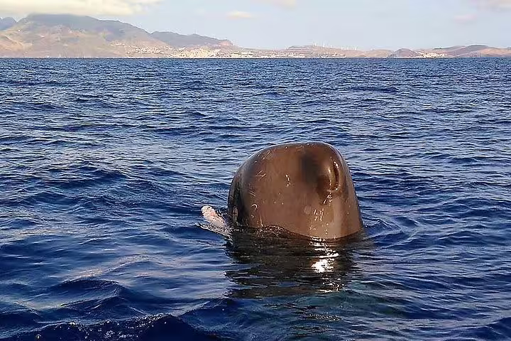 Sperm whale surfacing near Funchal, Madeira, offering an unforgettable whale and dolphin watching tour experience.