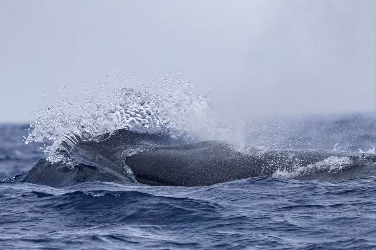 Sperm whale surfacing in Atlantic swells on half-day whale watching tour from Vila Franca do Campo, Azores