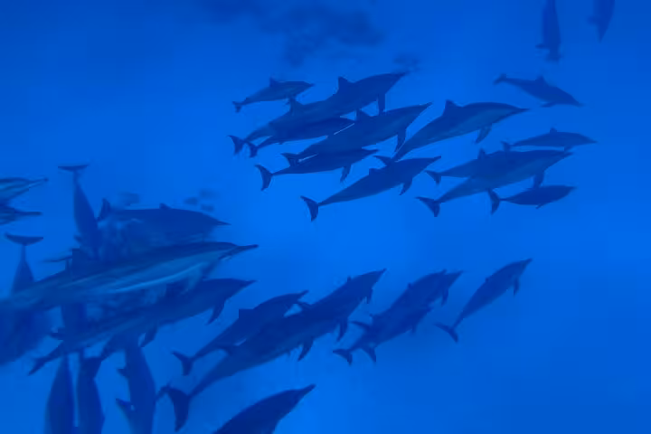 Pod of spinner dolphins gliding in Shaab Samadai, Marsa Alam on Red Sea snorkeling adventure tour