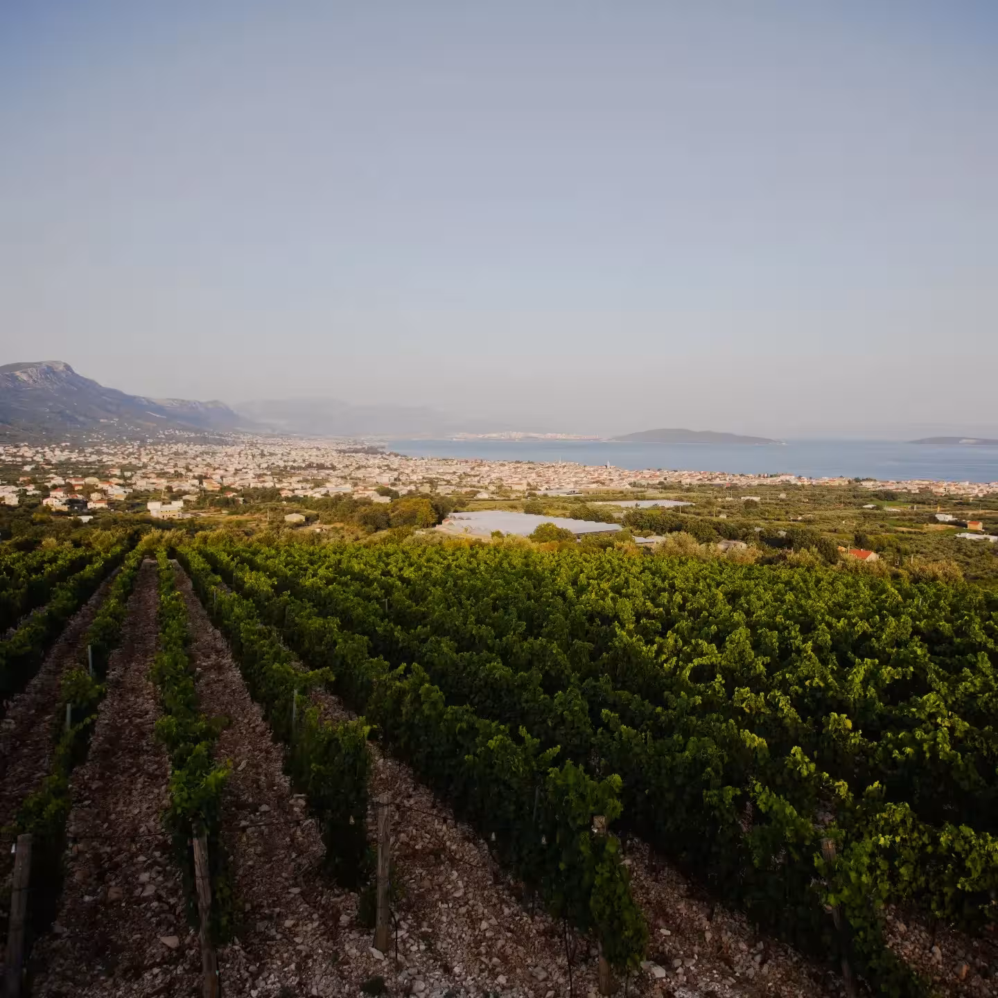 Vineyards overlooking Split and the Adriatic Sea, scenic stop on The Taste of Dalmatia wine and dine tour