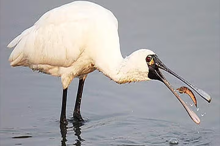 Close-up of a spoonbill catching fish in shallow water on a Fayoum full day bird watching tour, Egypt