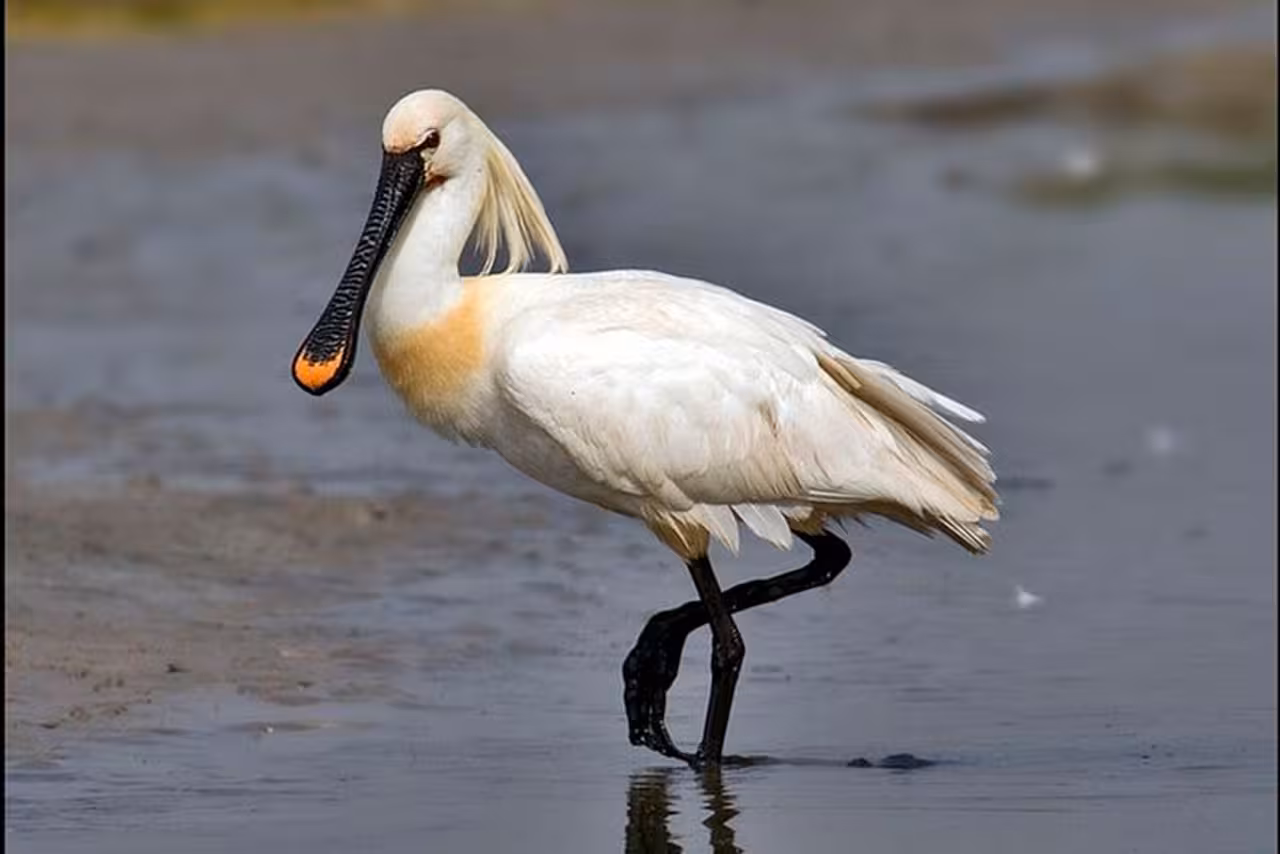 Close-up of a spoonbill wading in Ria Formosa lagoon, a highlight on private boat tours from Faro