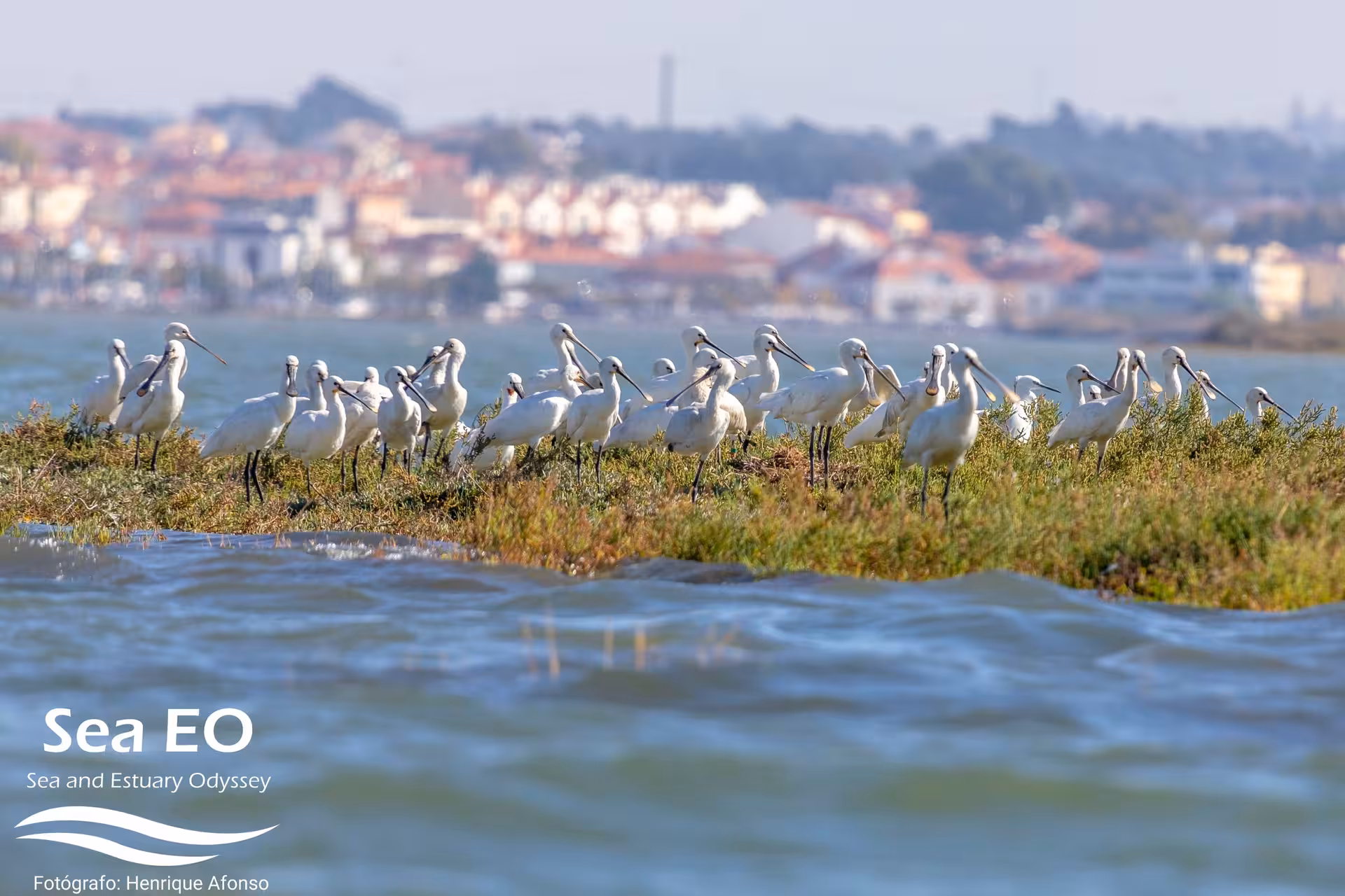 Group of spoonbills gathered on a salt marsh island by the estuary, perfect coastal birdwatching tour spot