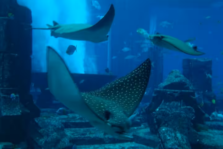Spotted eagle ray gliding past ruins at Atlantis The Lost Chambers Aquarium Dubai, surrounded by tropical fish