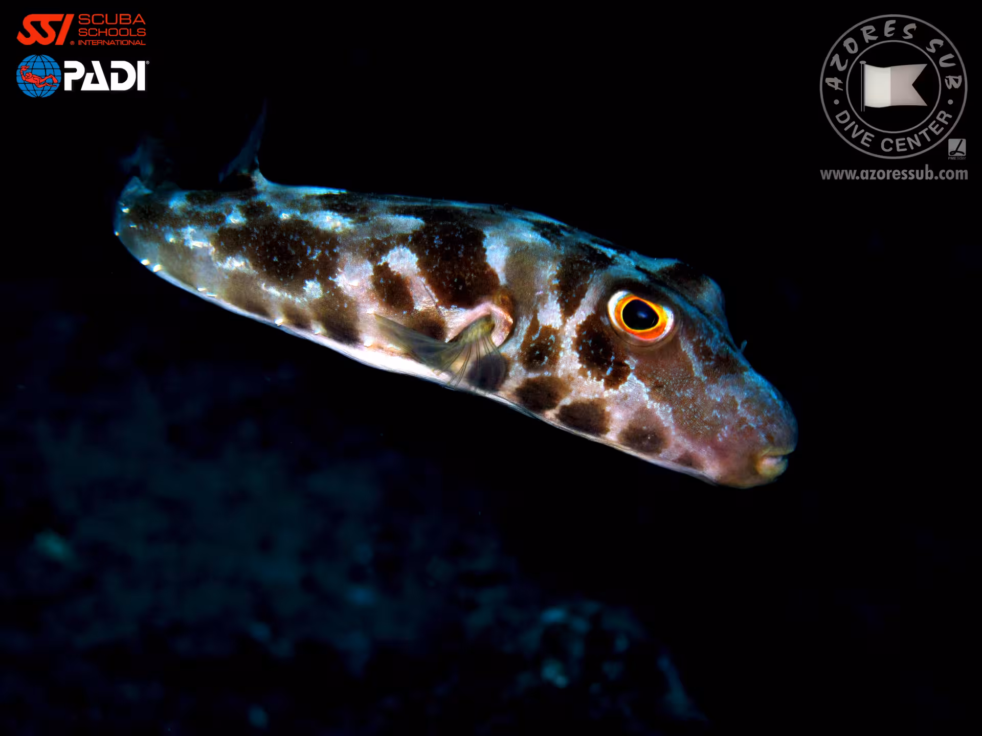 Close-up of a spotted pufferfish at night, lit by dive torch on the Night Diver scuba tour in the Azores