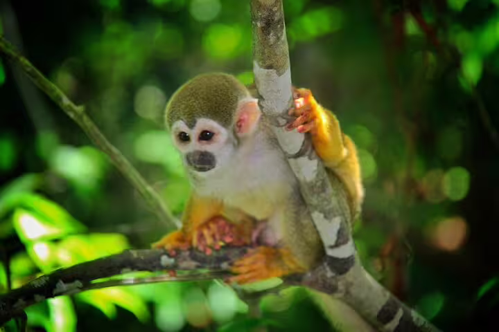 Squirrel monkey perched on a tree branch in Amazon Jungle, illustrating diverse wildlife on Amazon Mamori Lodge expedition.