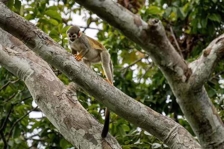 A squirrel monkey perched on a tree branch in the Amazon rainforest, showcasing the region's rich biodiversity.