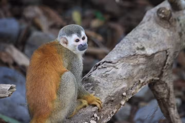 Squirrel monkey perched on a log in Manuel Antonio National Park, highlighting the vibrant biodiversity of Costa Rica.