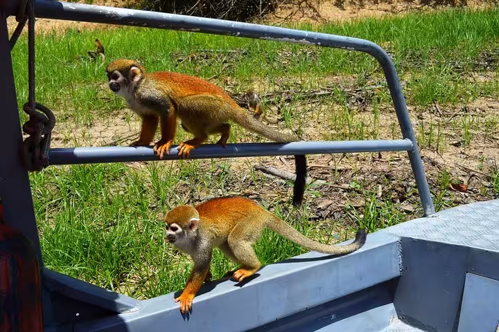 Squirrel monkeys on riverboat rail during Amazonas jungle trek and Anavilhanas Archipelago day tour