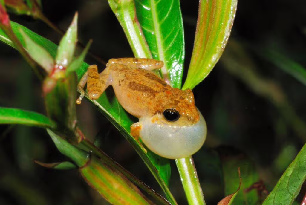A vibrant Sri Lankan bush frog with inflated vocal sac perched on lush green leaves in a tropical forest.