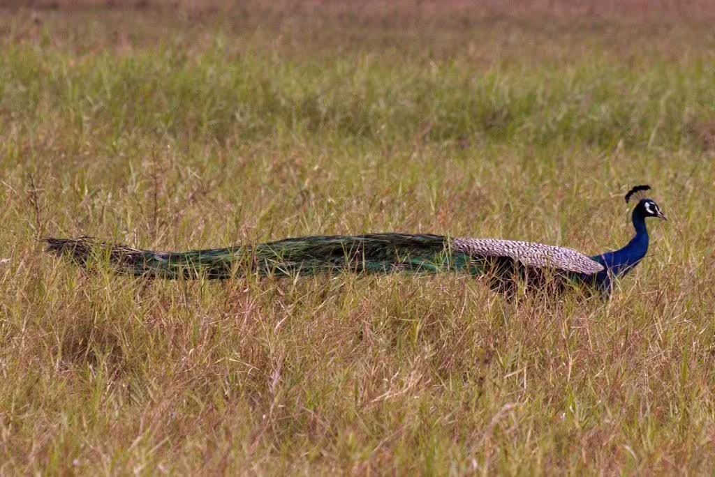 Stunning peacock displaying vibrant plumage in lush Sri Lankan grasslands during a private wildlife tour.
