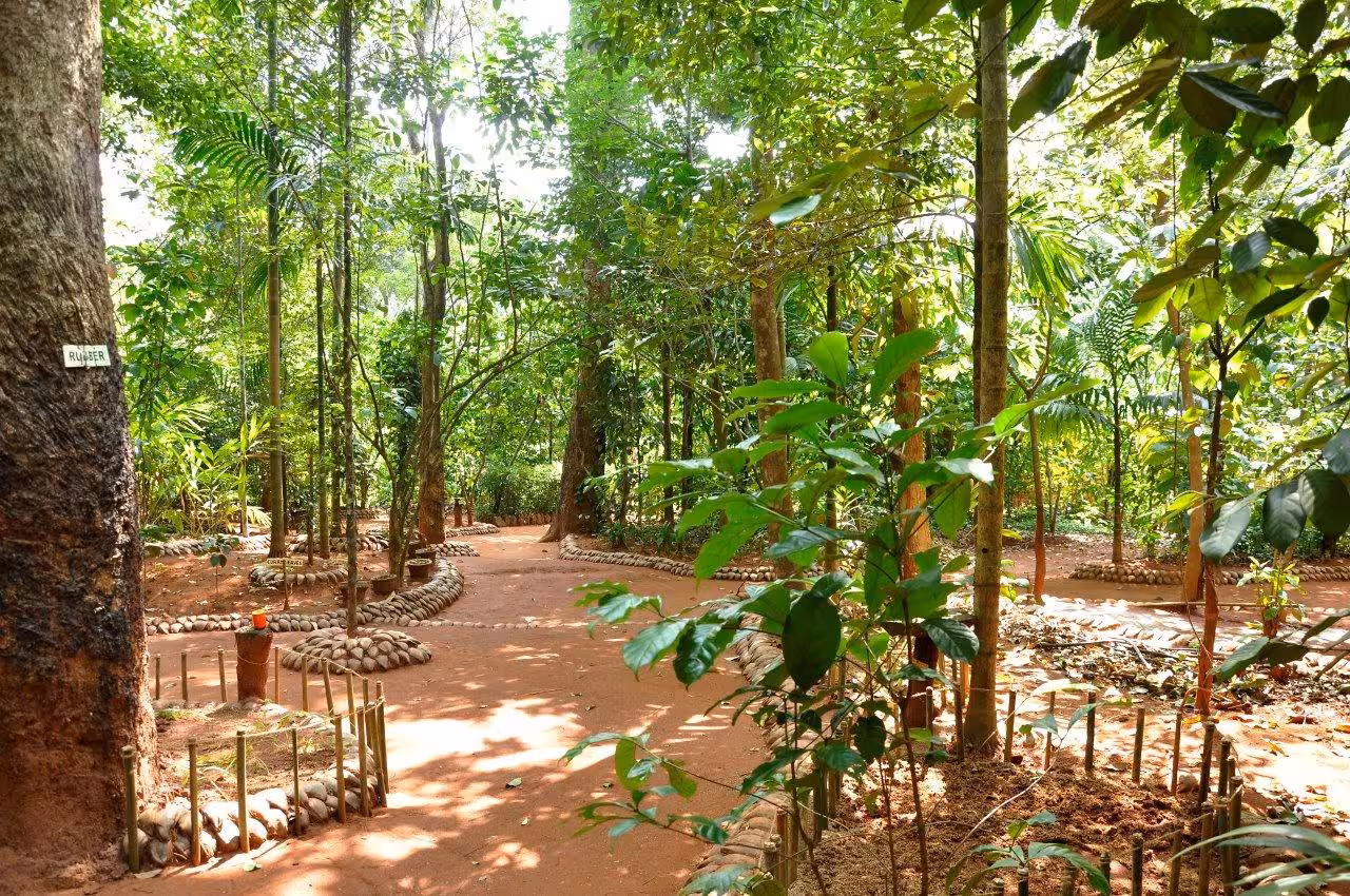 Discover Sri Lanka's lush spice gardens on a guided tour with a Spanish-speaking expert, immersing in nature's beauty.