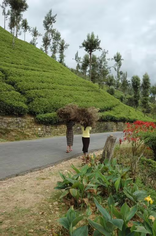 Two people carrying bundles on a road through lush tea plantations in Sri Lanka.