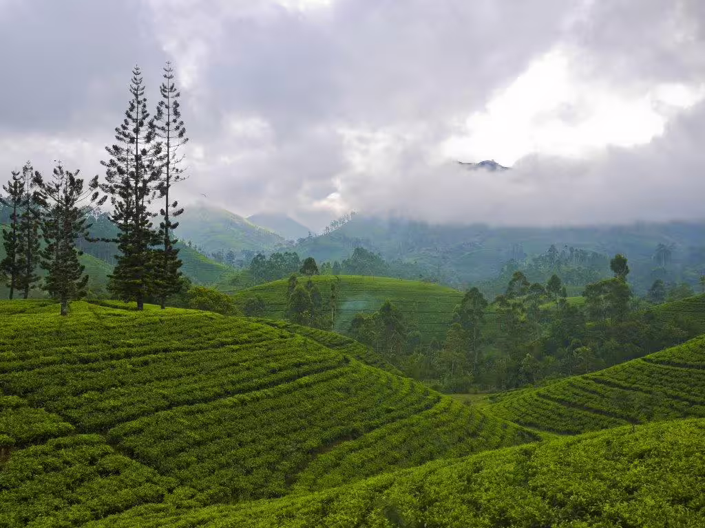Lush green tea plantations with misty mountains in the background in Sri Lanka's hill country.