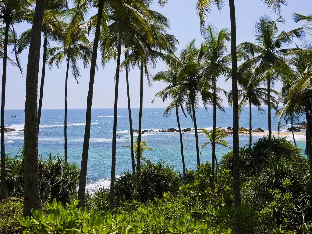 Scenic view of tropical palm trees and clear blue ocean on a sunny day in Sri Lanka.
