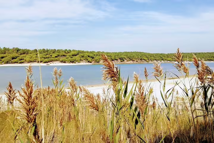 Scenic coastal view of Lisbon's serene waters and lush greenery, perfect for a stand-up paddle adventure experience.